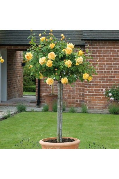 Роза Луна Трендсеттер на штамбе в ландшафте